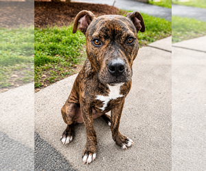 American Pit Bull Terrier-American Staffordshire Terrier Mix Dogs for adoption in Westminster, MA, USA