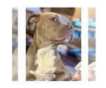 Small #3 American Staffordshire Terrier