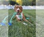 Small American Pit Bull Terrier-Retriever  Mix