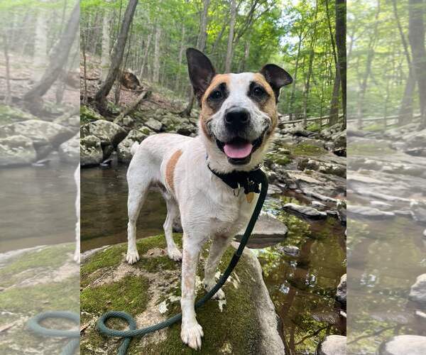 Medium Photo #11 Mutt Puppy For Sale in Rockaway, NJ, USA