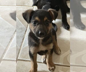 Labrador Retriever-Unknown Mix Dogs for adoption in San Diego, CA, USA