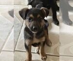 Small Labrador Retriever Mix