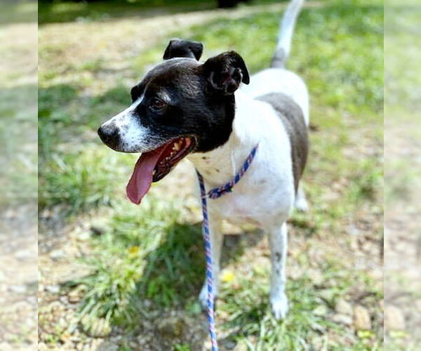 Medium Photo #3 Mutt Puppy For Sale in Crandall, GA, USA