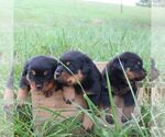 Small #1 Rottweiler