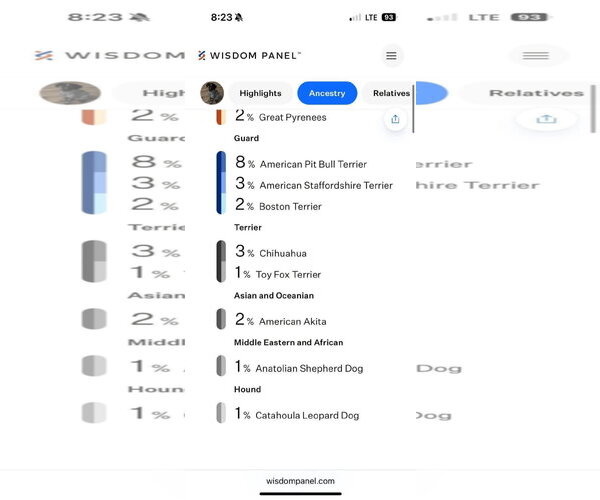 Medium Photo #4 German Wirehaired Pointer-Unknown Mix Puppy For Sale in New London, WI, USA