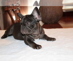 Puppy Chaplin French Bulldog