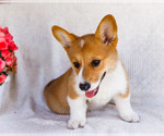 Small #6 Pembroke Welsh Corgi