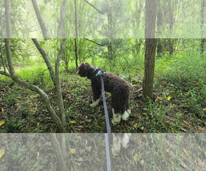 Maggee - Female Aussiedoodle Miniature  Dog for Adoption - Photo #3