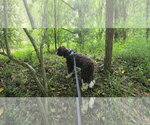 Small Photo #3 Aussiedoodle Miniature  Puppy For Sale in Mouth Of Wilson, VA, USA