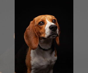 Beagle Dogs for adoption in Minneapolis, MN, USA