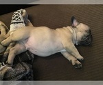 Small Photo #6 French Bulldog Puppy For Sale in WARREN, MI, USA