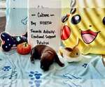 Pokemon- Baby Cubone (brown)- Located in Arizona - Male Mutt Dog for Adoption - Small photo
