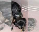Small Photo #3 Chiweenie Puppy For Sale in MARIETTA, GA, USA
