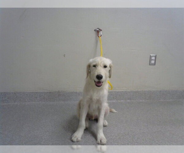 Medium Photo #1 Labrador Retriever-Unknown Mix Puppy For Sale in Pasadena, TX, USA