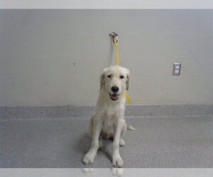 Labrador Retriever-Unknown Mix Dogs for adoption in Pasadena, TX, USA
