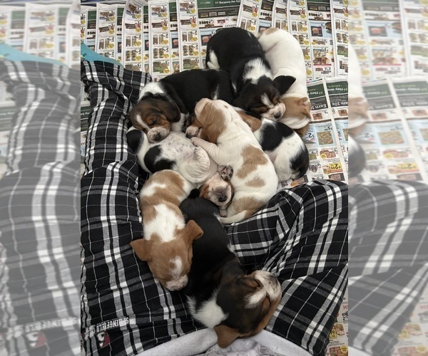 Medium Photo #2 Basset Hound Puppy For Sale in VERNON ROCKVILLE, CT, USA