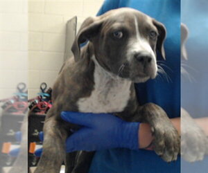Mutt Dogs for adoption in Fayetteville, NC, USA