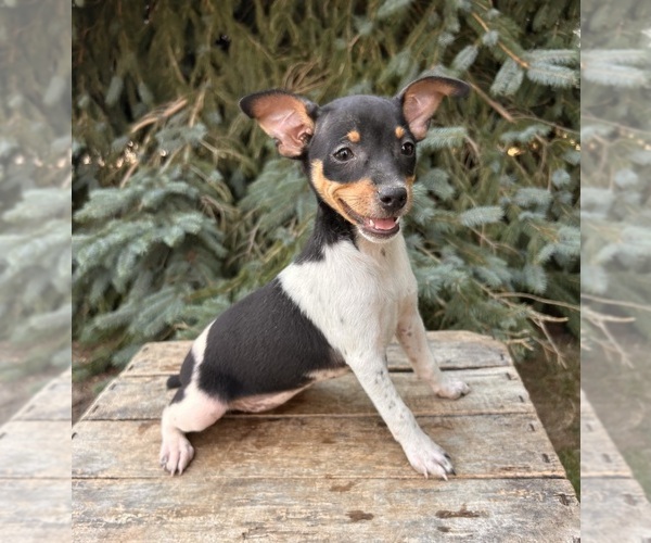 Medium Photo #1 Rat Terrier Puppy For Sale in MIDDLEBURY, IN, USA