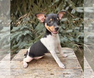 Rat Terrier Puppy for sale in MIDDLEBURY, IN, USA