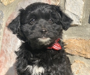 Aussie-Poo Puppy for sale in WOMELSDORF, PA, USA