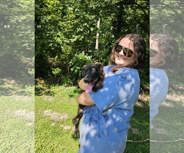 Medium Photo #3 Chihuahua-Labrador Retriever Mix Puppy For Sale in Thomasville, NC, USA