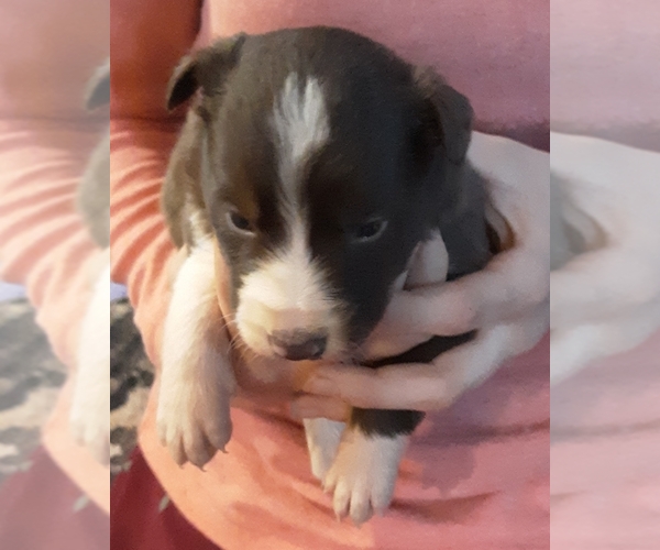 Medium Photo #1 Border Collie Puppy For Sale in CHATFIELD, MN, USA