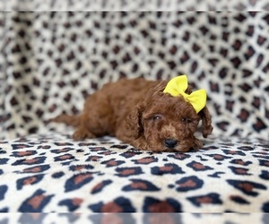 Goldendoodle (Miniature) Puppy for sale in LAKELAND, FL, USA