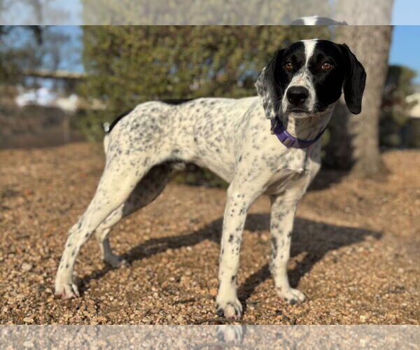 Medium Photo #4 Pointer-Unknown Mix Puppy For Sale in PIPE CREEK, TX, USA