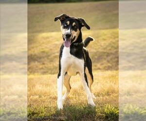 German Shepherd Dog-Siberian Husky Mix Dogs for adoption in Forestville, MD, USA