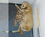 Small #1 Golden Retriever