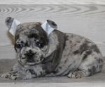 Small Photo #5 French Bulldog Puppy For Sale in CLINTON, NJ, USA