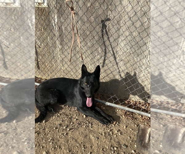 Medium Photo #2 German Shepherd Dog Puppy For Sale in FORT COLLINS, CO, USA