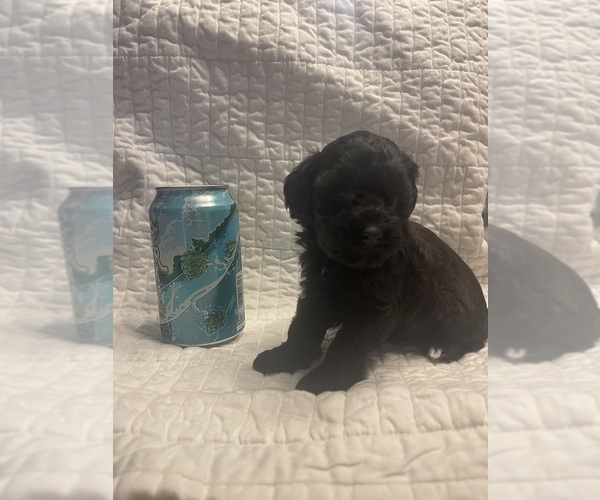 Medium Photo #2 Schnoodle (Miniature) Puppy For Sale in REDDING, CA, USA