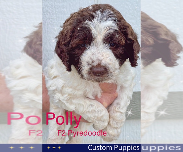 Medium Photo #2 Pyredoodle Puppy For Sale in GEORGETOWN, TX, USA