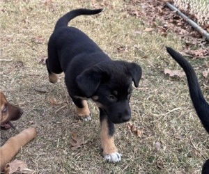 Medium Australian Shepherd-Belgian Malinois Mix