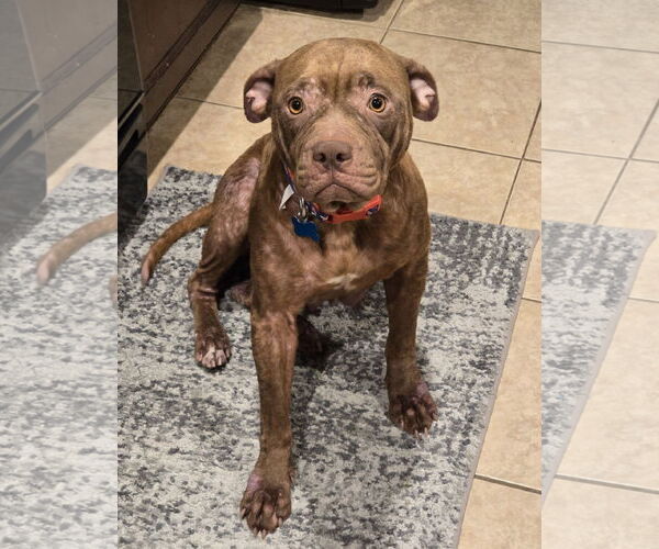 Medium Photo #21 American Staffordshire Terrier Puppy For Sale in Rosenberg, TX, USA