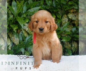 Golden Retriever Puppy for sale in NEW HOLLAND, PA, USA