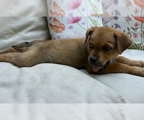 Medium Photo #2 Boxer-Siberian Husky Mix Puppy For Sale in Chester, VA, USA