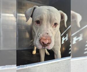 American Staffordshire Terrier-Unknown Mix Dogs for adoption in San Antonio, TX, USA