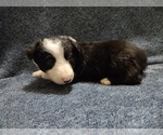 Small Photo #288 Border Collie Puppy For Sale in NORBORNE, MO, USA
