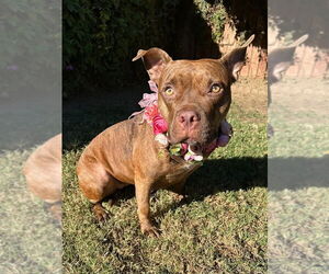 Gryffin - Female American Pit Bull Terrier-Unknown Mix Dog for Adoption - Photo #12