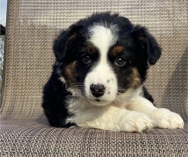 Medium Photo #15 Australian Cattle Dog-Border Collie Mix Puppy For Sale in RICHMOND, MI, USA