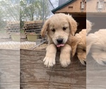 Small Photo #8 Golden Retriever Puppy For Sale in SAUK RAPIDS, MN, USA