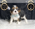 Small #7 Cavalier King Charles Spaniel