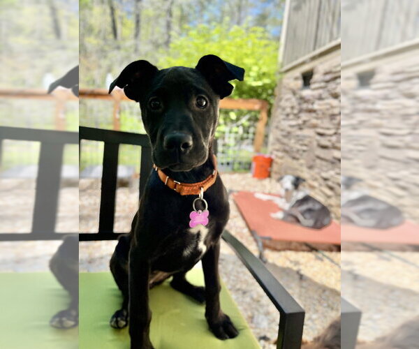 Medium Photo #8 Mutt Puppy For Sale in Imlay City, MI, USA