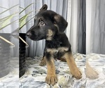 Small Photo #10 German Shepherd Dog Puppy For Sale in GREENWOOD, IN, USA