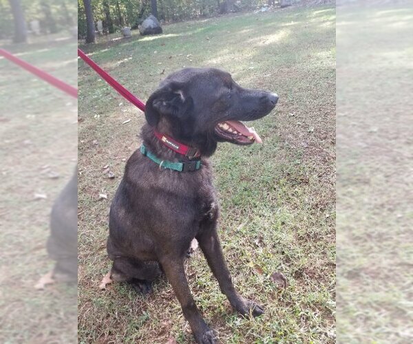 Medium Photo #3 Labrador Retriever-Unknown Mix Puppy For Sale in Winston Salem, NC, USA