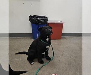 Medium American Pit Bull Terrier-Huskies  Mix