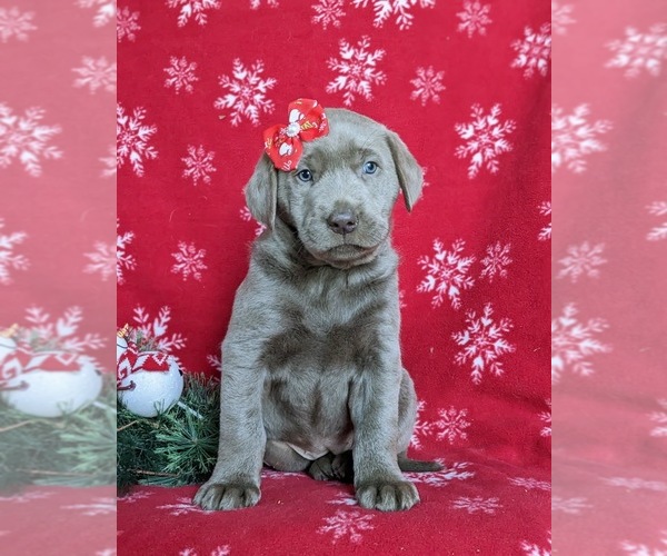 Medium Photo #2 Labrador Retriever Puppy For Sale in NOTTINGHAM, PA, USA