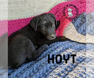 Labrador Retriever-Unknown Mix Dogs for adoption in Omaha, NE, USA